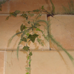 Trompe l'Oeil  con Rovine